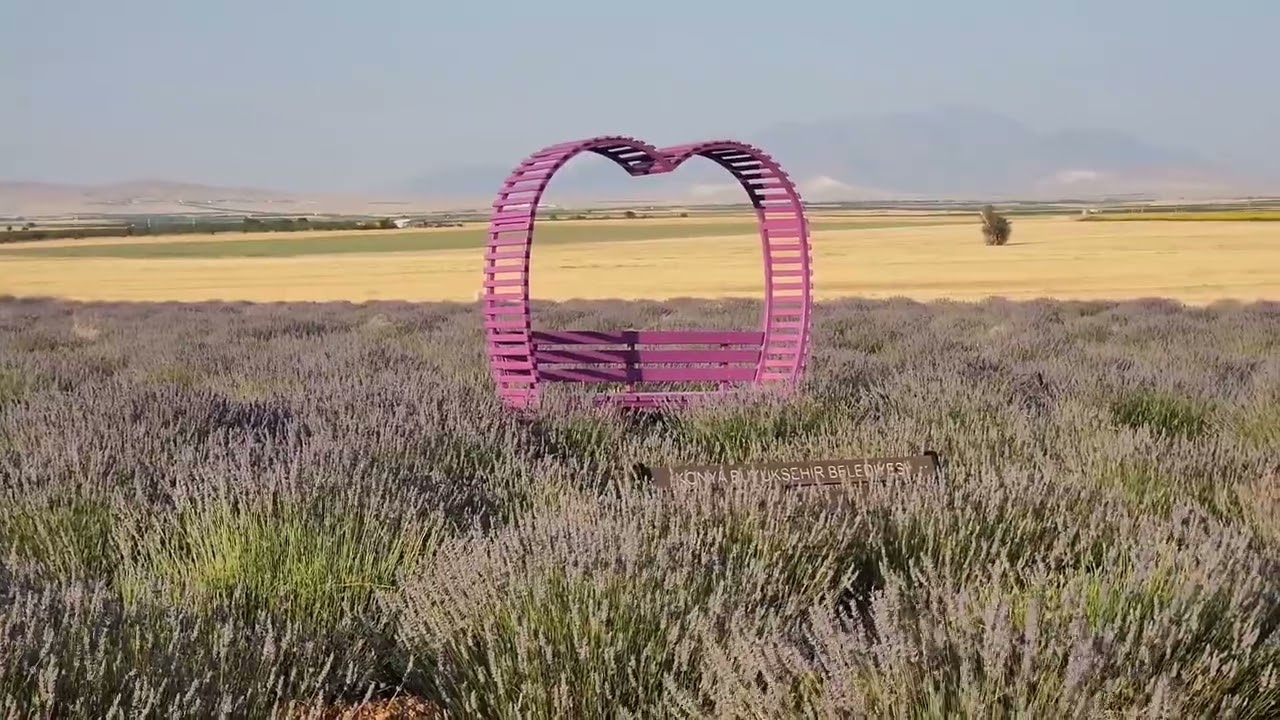  Güneysınır Lavanta Bahçeleri | Morun Huzur Veren Yolculuğu 💜🌿 #Lavanter Gardening & harvesting ago