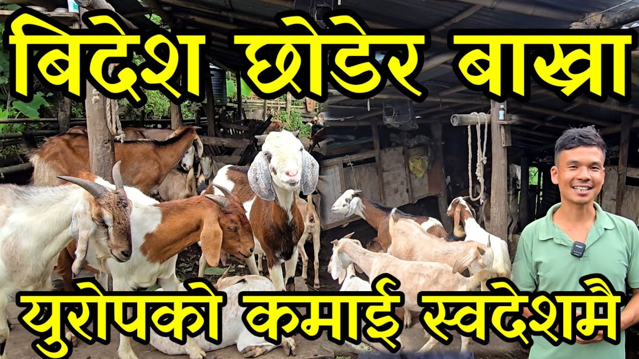  बिदेश देखि फर्केपछी गाउमै बसेर जङ्गलमा बाख्रा पाल्ने सन्देश, स्वदेशमै राम्रो कमाउछन goat farming