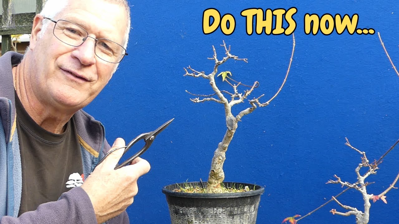 TOP Pruning Tips for Trident Maple Bonsai  | Thread Graft Update too!