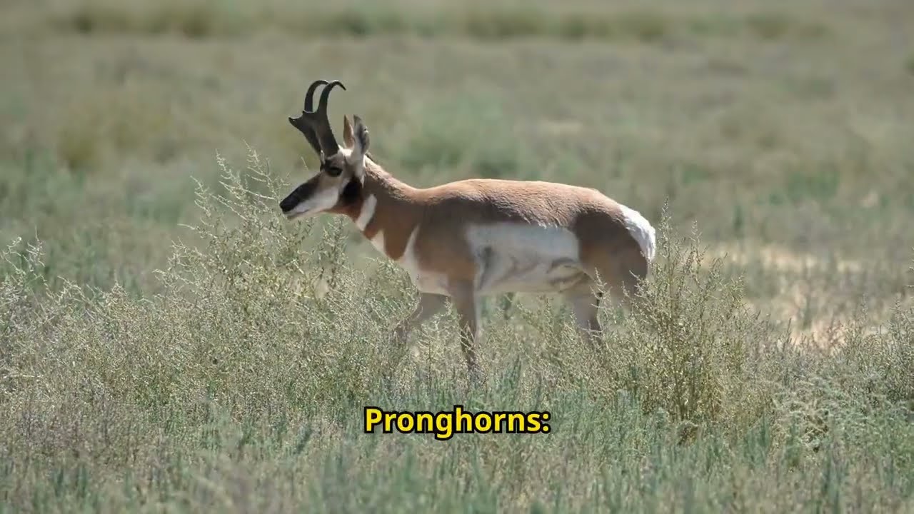Pronghorn (Gabelbock)
