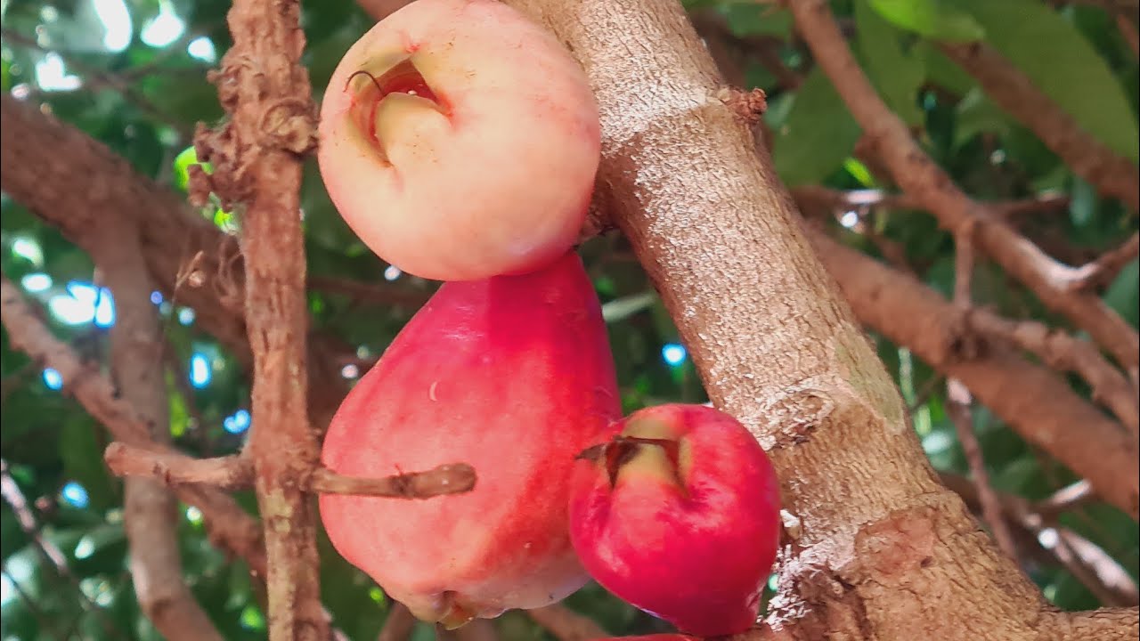 Fruta vermelha jambo o jambo do Norte