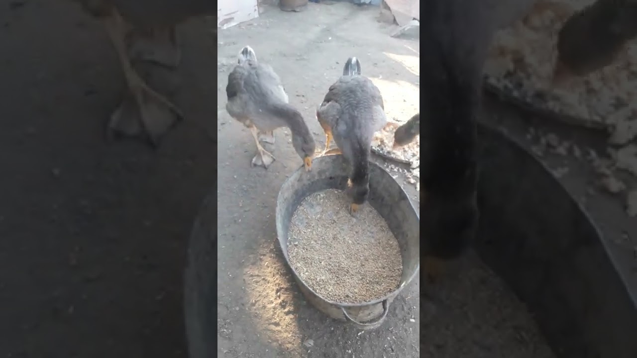 Қаз және Индоутка асырау 13.08.22ж.Қаздарға 2 ай,Лаванда индоуткаларға 3 ай болды.Сатылмайды.👇👇👇👇👇👇