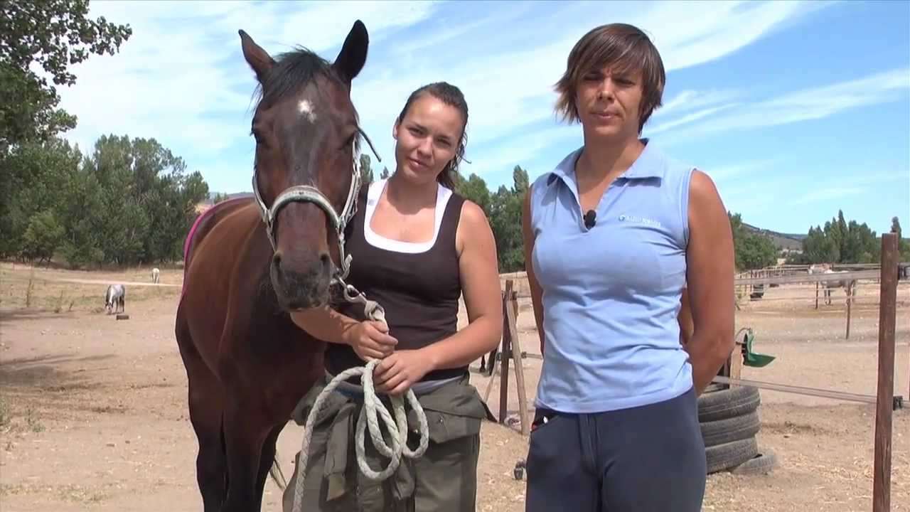Máster en FISIOTERAPIA EQUINA