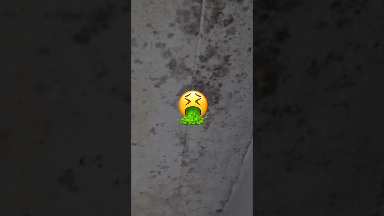 Black Mold in 