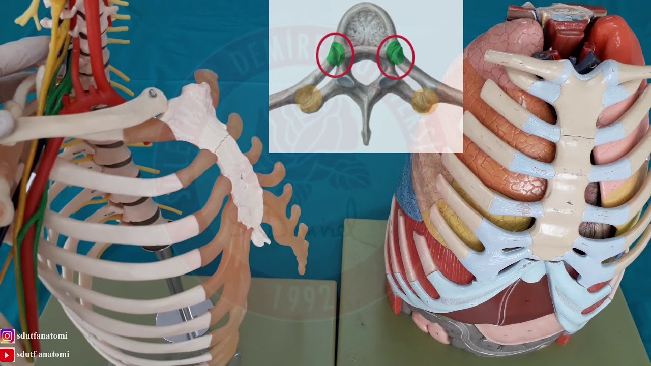Columna Vertebralis ve Thorax Eklemleri ve Ligamentleri