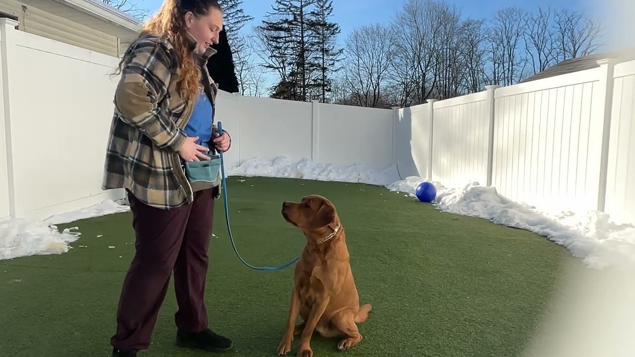 Boss- Working on sit, look, come, leash walking, leave it, gentle, place, and down