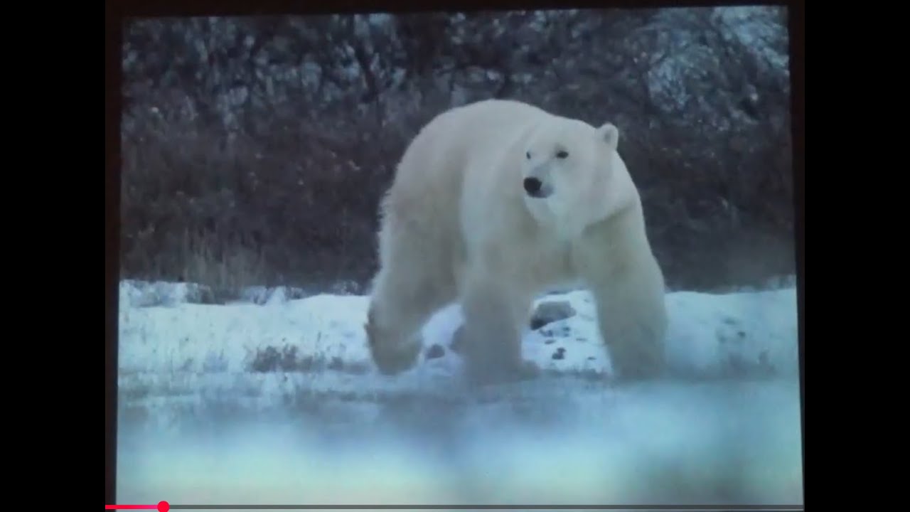 ADK GVC Meeting 2026_01_14 Part 3 of 3 Main Presentation: White Bears by Jerry Miller