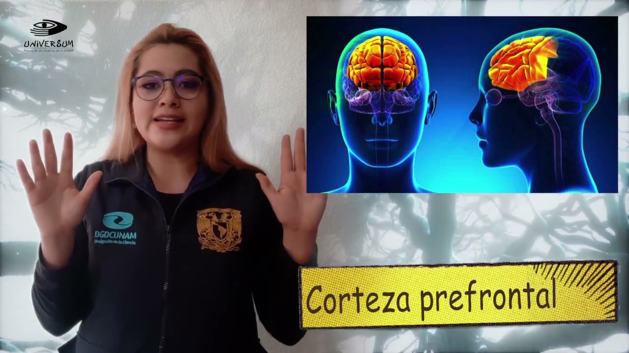 Anatomía de las emociones