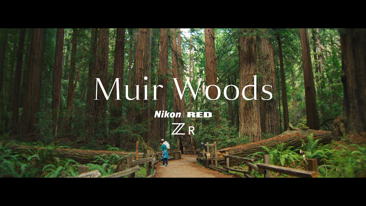 Nikon ZR + Blazar Mantis Anamorphics | Muir Woods National Monument