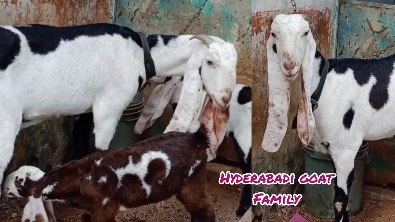 Ablaq Hyderabadi bakri with kids 