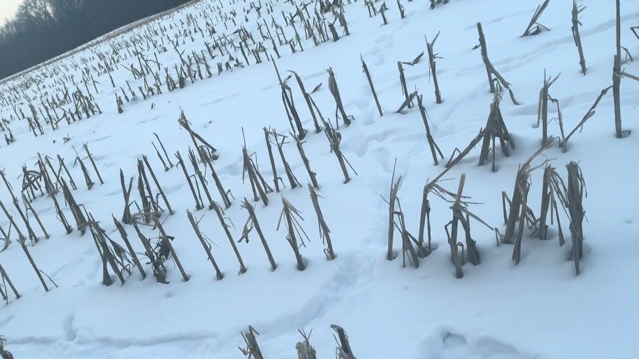 Cold as ice, is it still happening? 