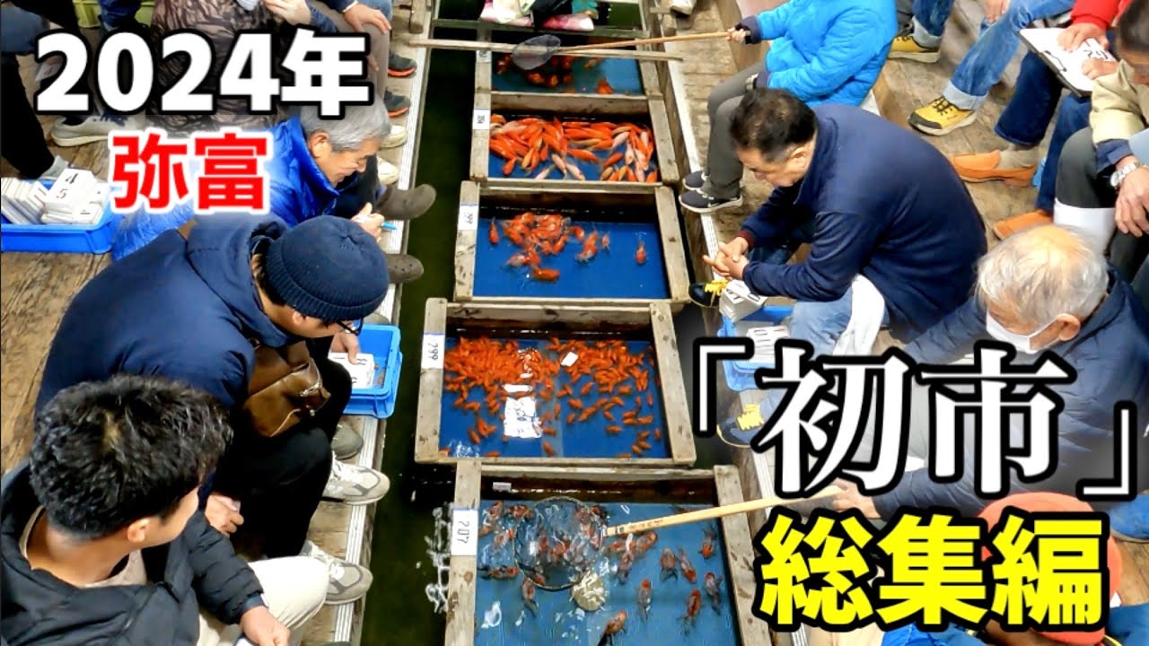 【弥富金魚】2024年1月10日に弥富で行われた「金魚初市」の総集編‼︎生産者さんの金魚の出荷から落札！卸売業者さんの出荷の準備まで一挙見できます‼︎