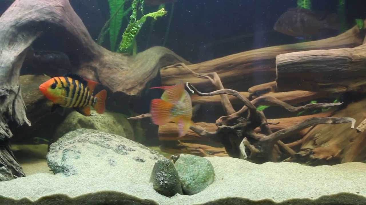 Cichlasoma festae