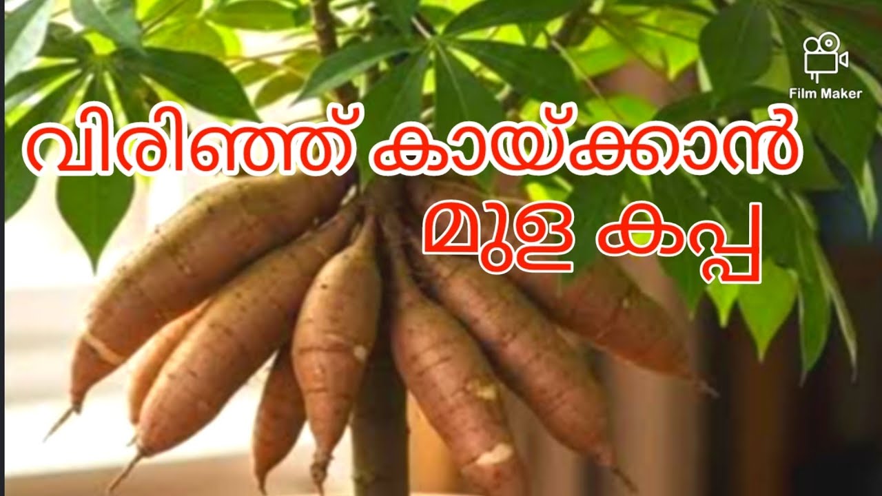 വശങ്ങളിൽ വേര് വിടർന്ന് പടർന്നു കായ്ക്കും 