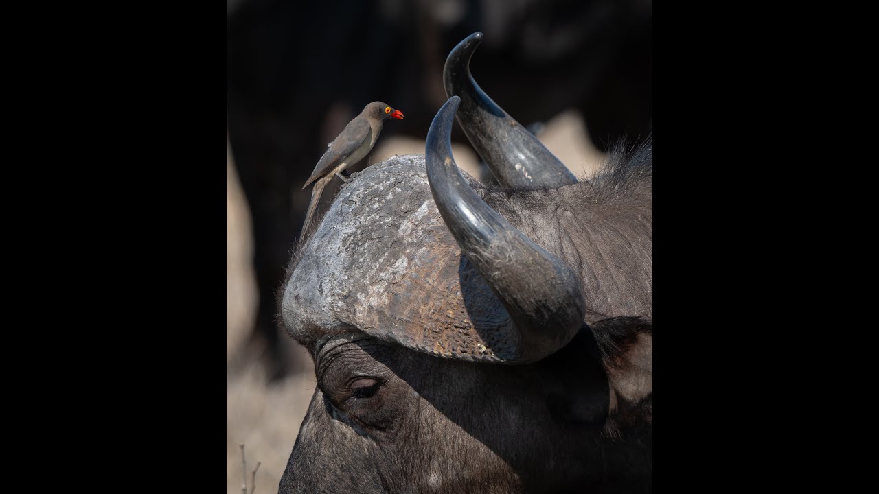 Madikwe Hills and Leopard Hills safari 2024