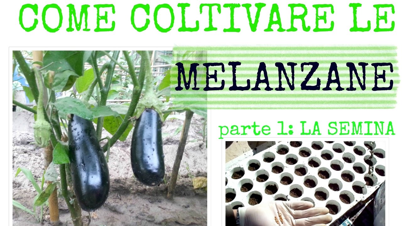 COME COLTIVARE LE MELANZANE | La semina in semenzaio