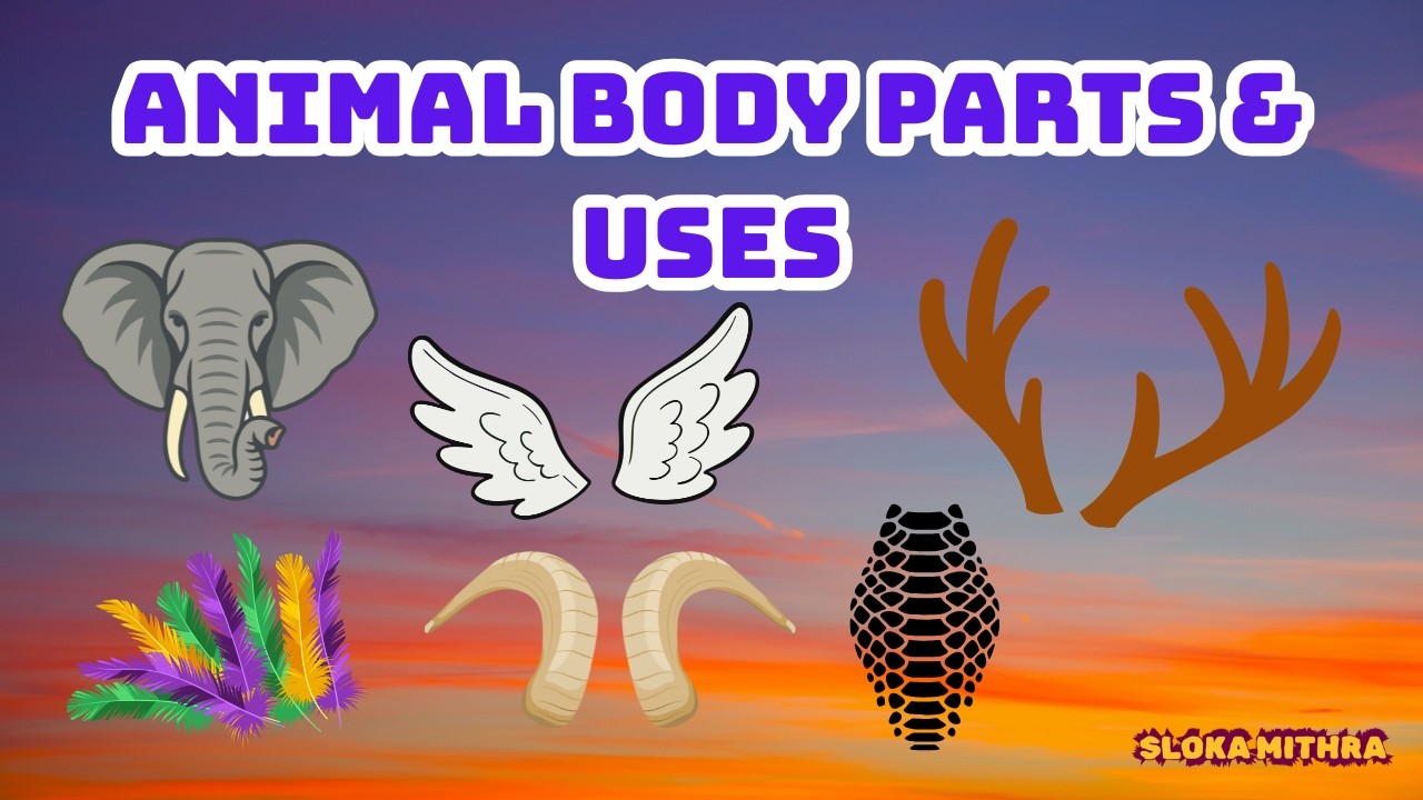 Animal Body Parts and Their Uses  | Animals Quiz for Kids | Preschool Learning