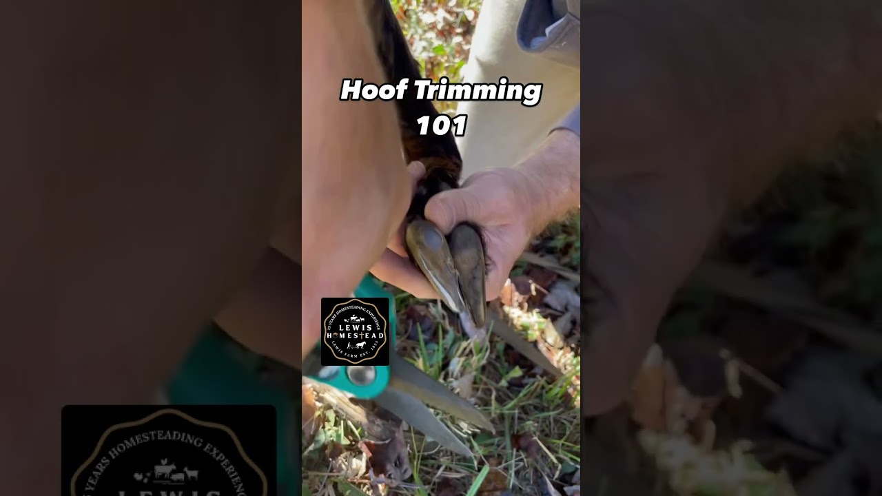 GOAT HOOF TRIMMING - Learning this will keep your animals healthy and save money! #goat #homestead