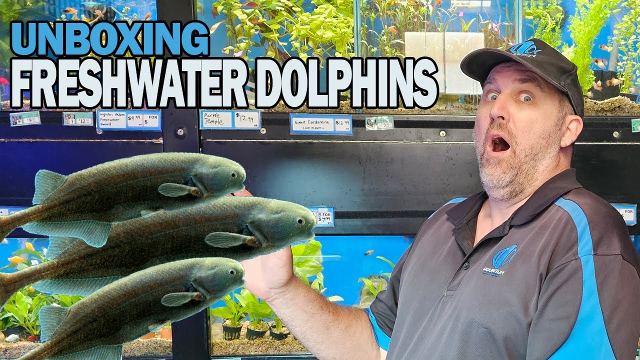 The Most Adorable Aquarium Fish Ever!  - Freshwater Dolphins Unboxed