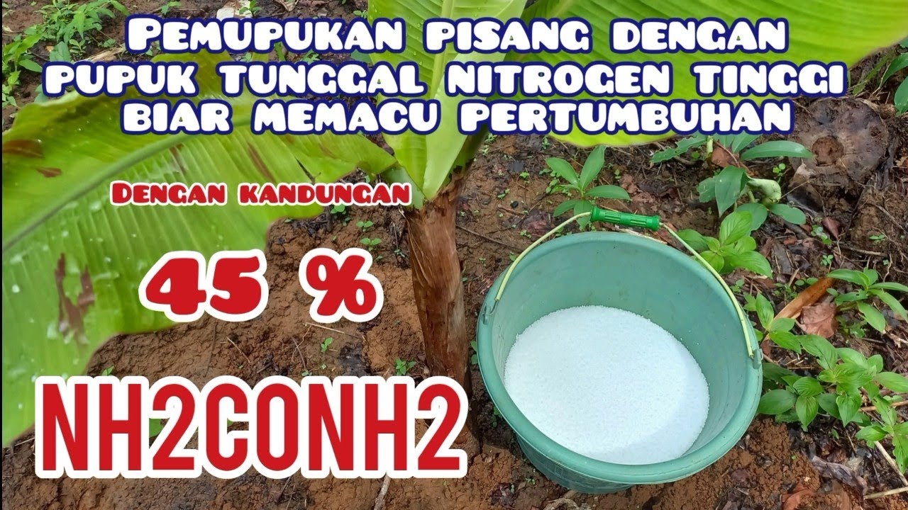 CARA PEMUPUKAN PISANG DENGAN UREA BIAR MEMACU PERTUMBUHAN DAN CEPAT BESAR