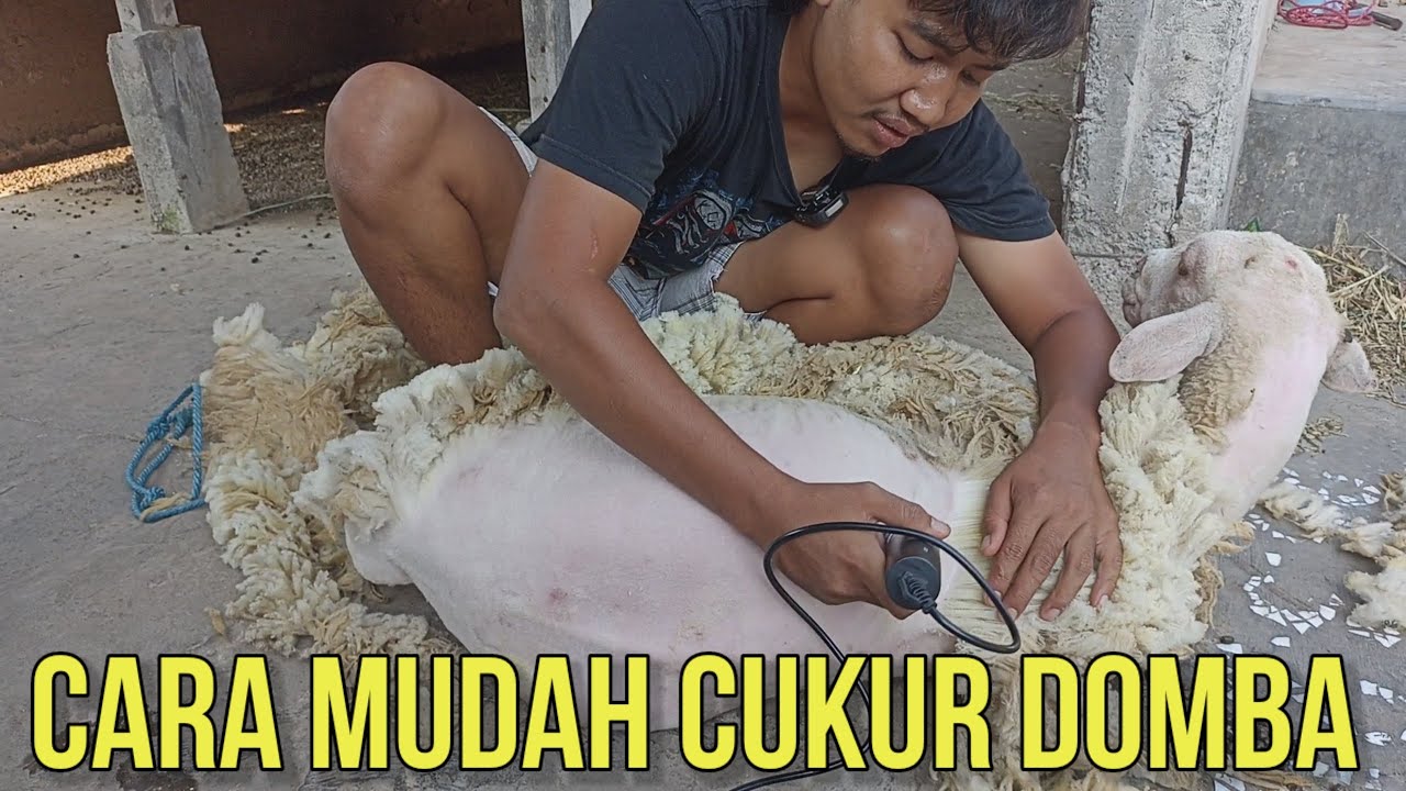 PANDUAN PRAKTIS CARA MUDAH CUKUR DOMBA AGAR DOMBA CEPAT GEMUK