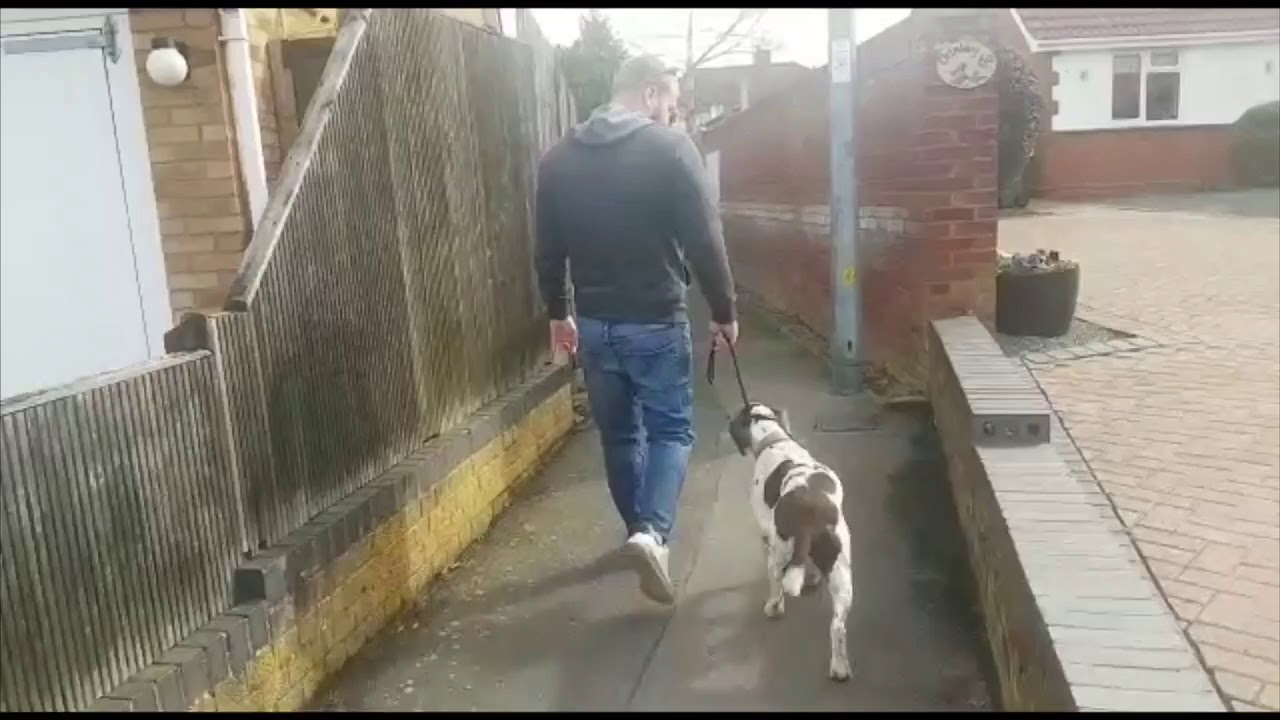 SPRINGER SPANIEL BAXTER, EXTREME LEAD PULLING, FIXED IN MINUTES