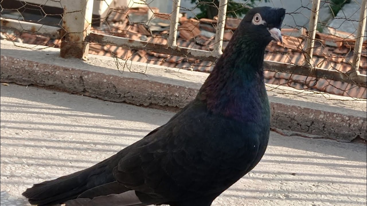 Almanya’da Hava Felaket! Uçum, Kümes Kontrolleri ve Kuşların Son Durumu