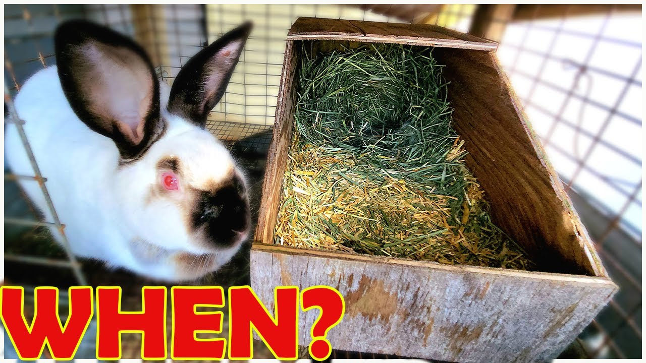👉 Breeding Rabbits | When to put in Rabbit Nest Box?