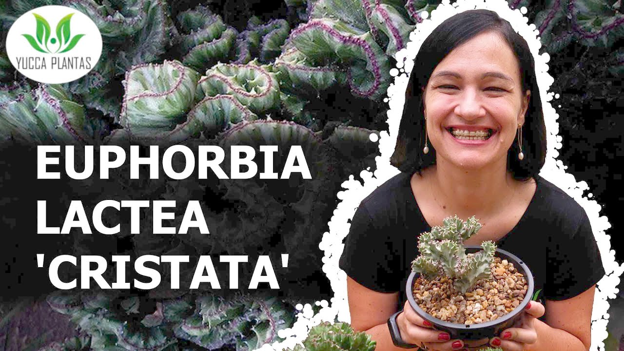 Euphorbia lactea 'Cristata'