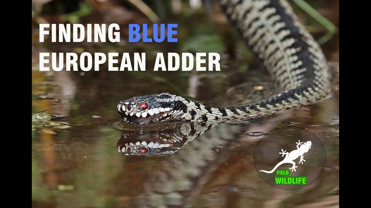 The Adorable Venomous Snake of Europe