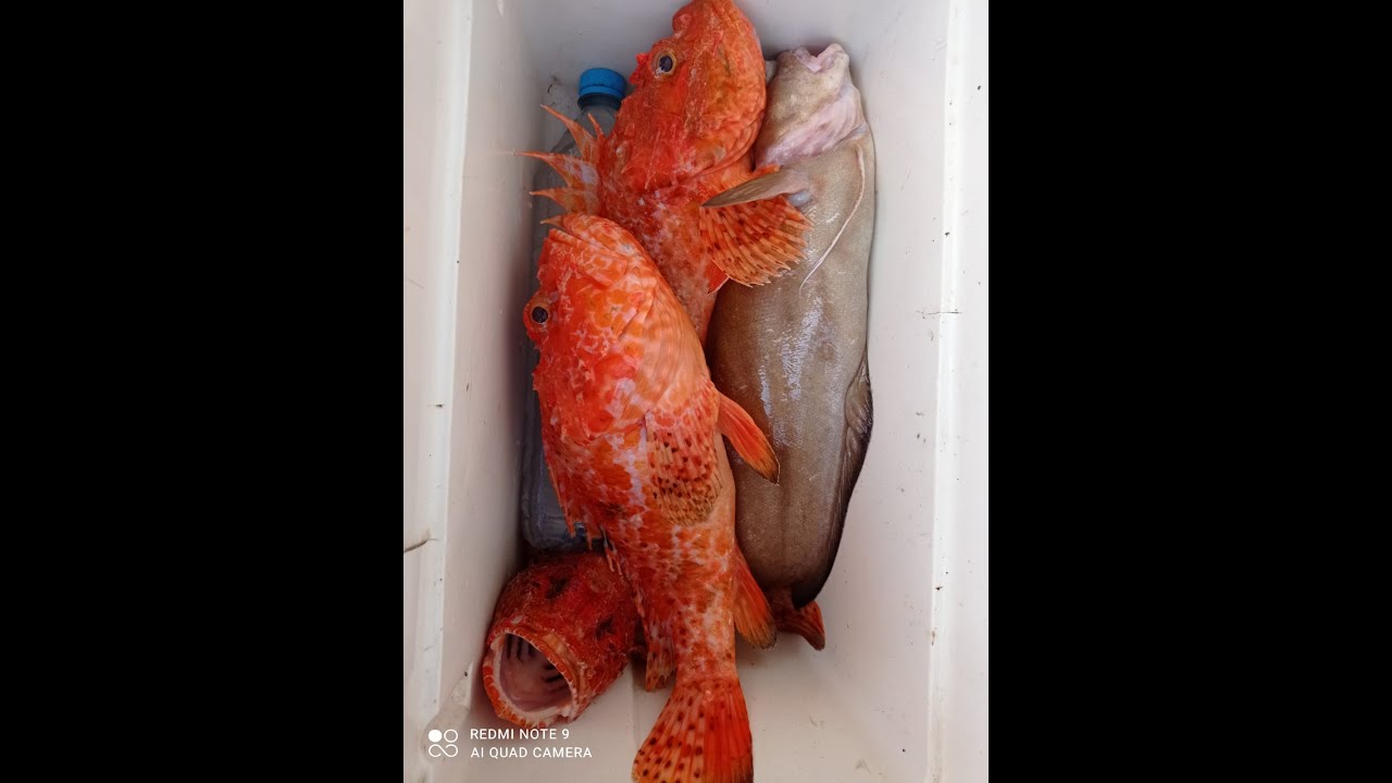 Pesca Cabrachos gallinetas inchiku fondo Mallorca 20220625