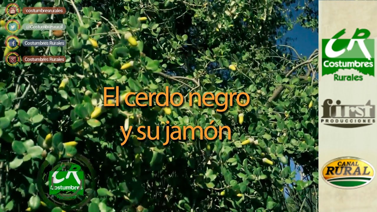 El cerdo negro y su jamón - CR#842