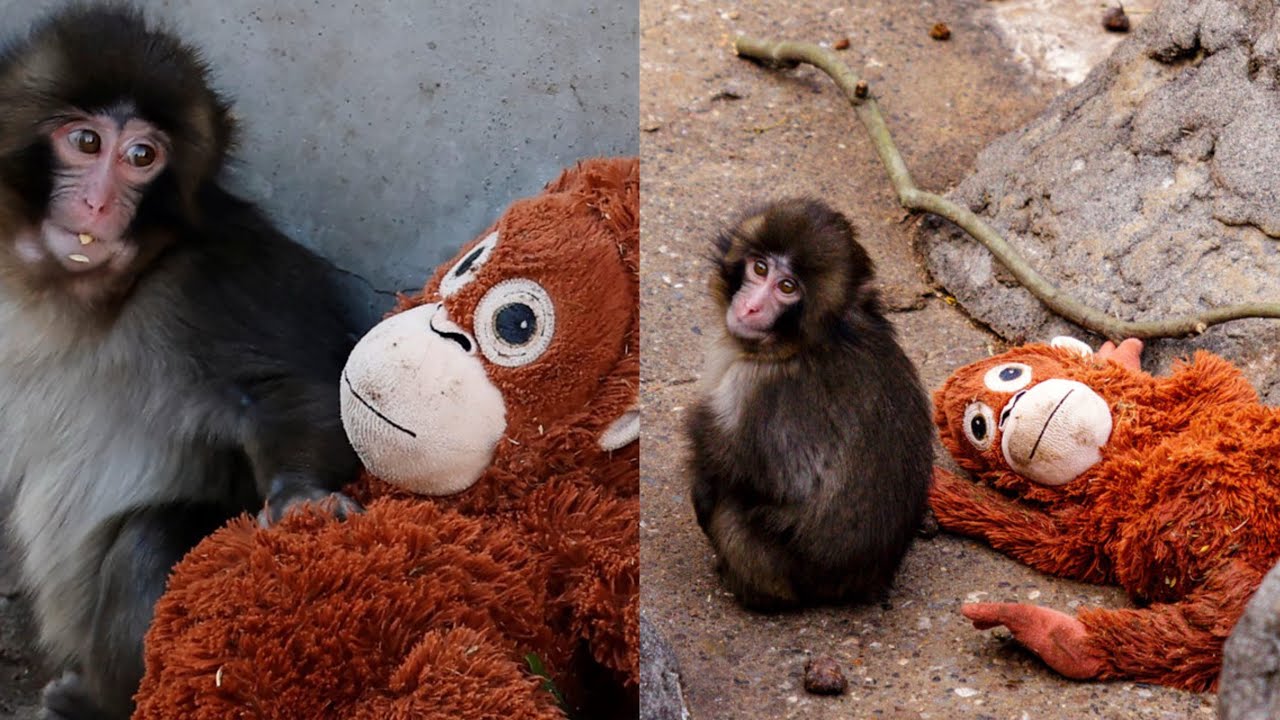 Punch the Monkey: Japan Zoo’s New Star!