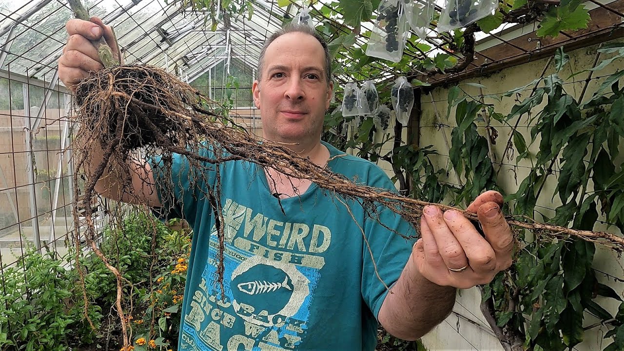 Grafted vs ungrafted tomatoes: taking a look at the root system