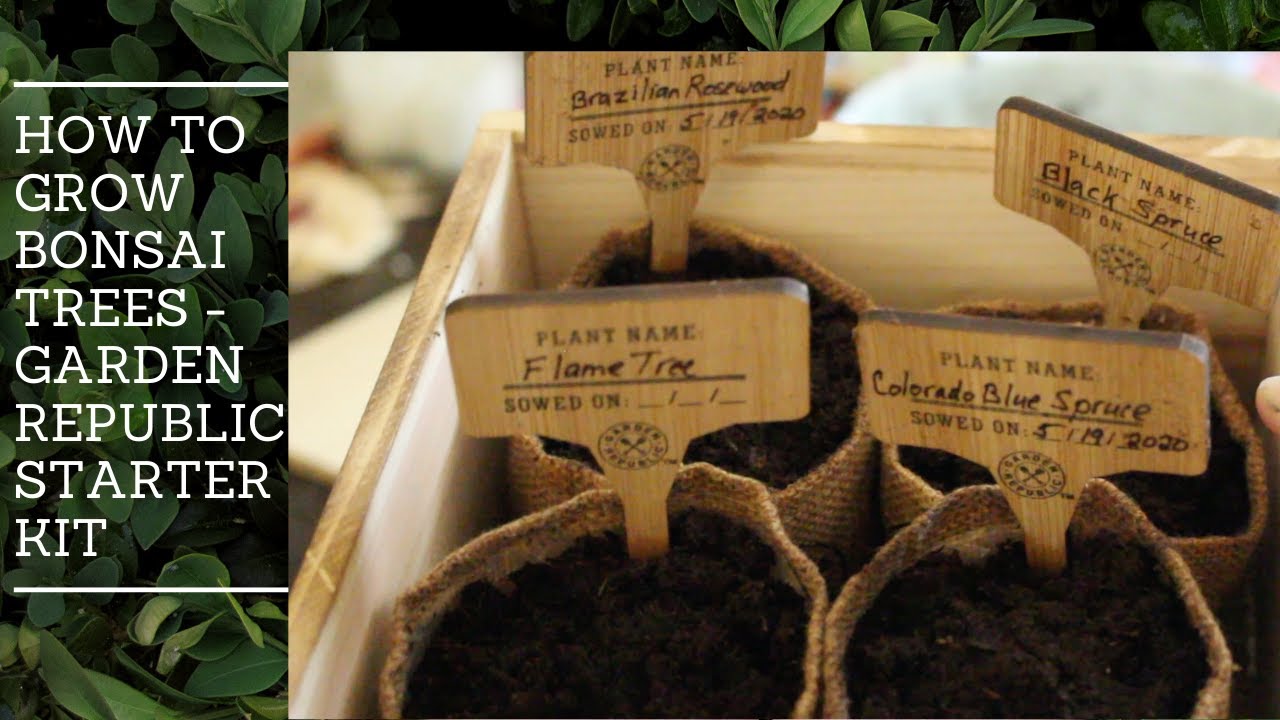 DIY - How to grow your own Bonsai Trees - Garden Republic Seeder Starter Kit