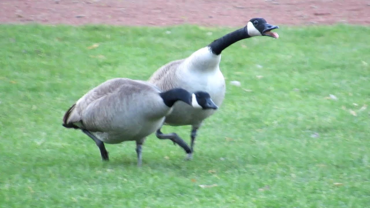 Canada Geese FIGHTING & HONKING Loud