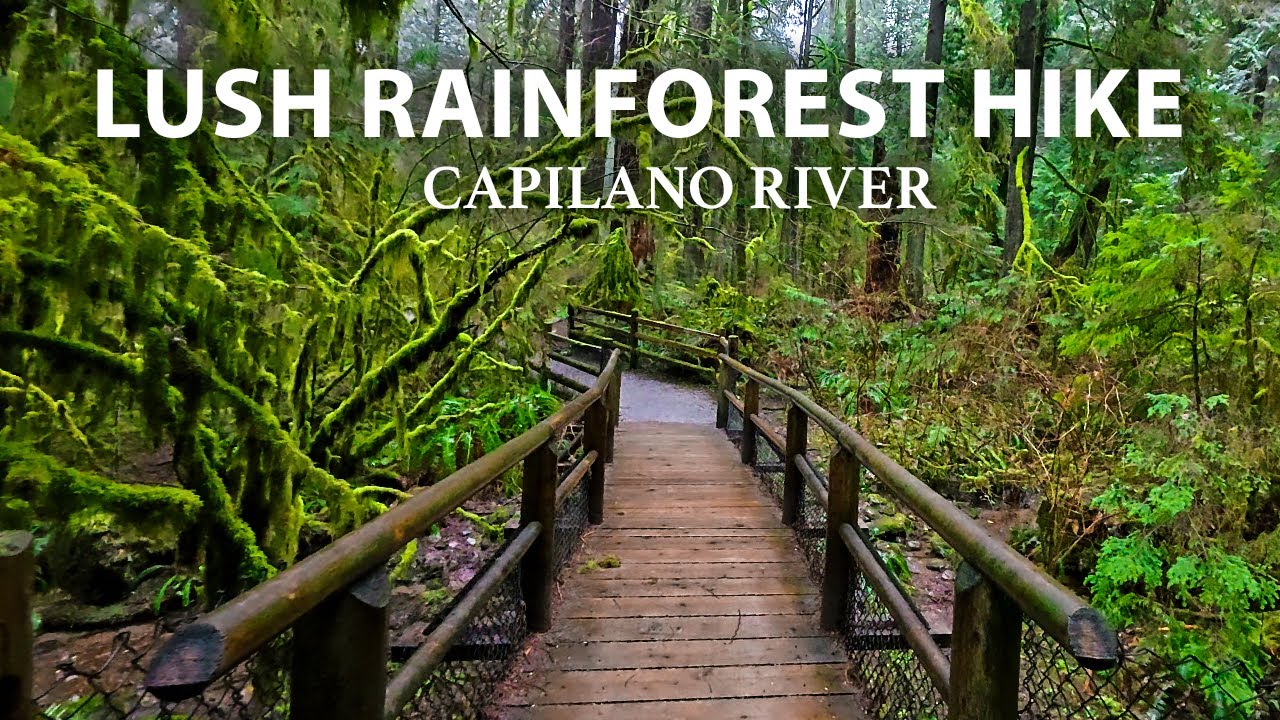 Lush Rainforest Hike in Capilano River Regional Park, North Vancouver BC Canada