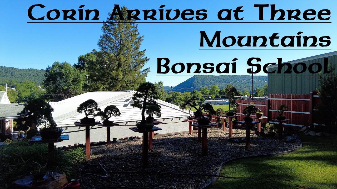 Corin arrives at Three Mountains Bonsai School with Sean Smith - Greenwood Bonsai Studio