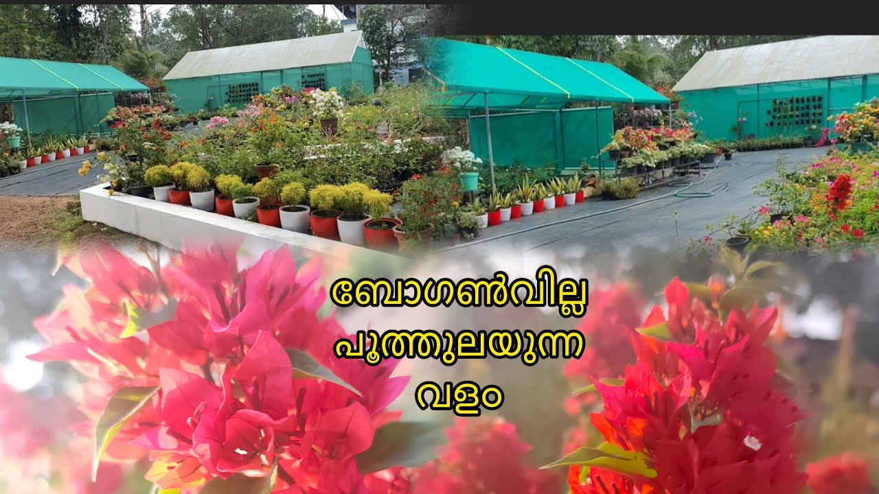 ബോഗൺവില്ല നിറയെ അഴകേറും പൂക്കൾ 