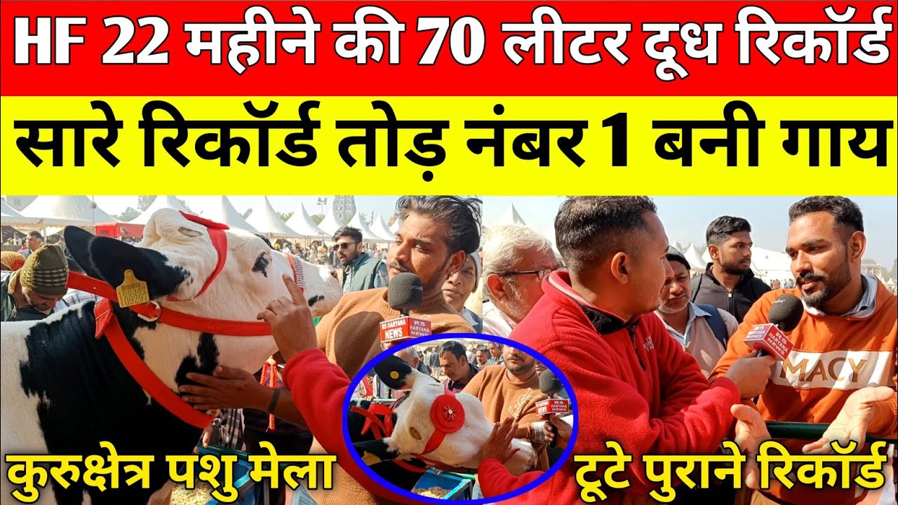 कुरुक्षेत्र में लगी पशु प्रदर्शनी हरियाणा की गाय बनी विजेता मालिक बोला माँ का रिकॉर्ड 70 लीटर दूध।