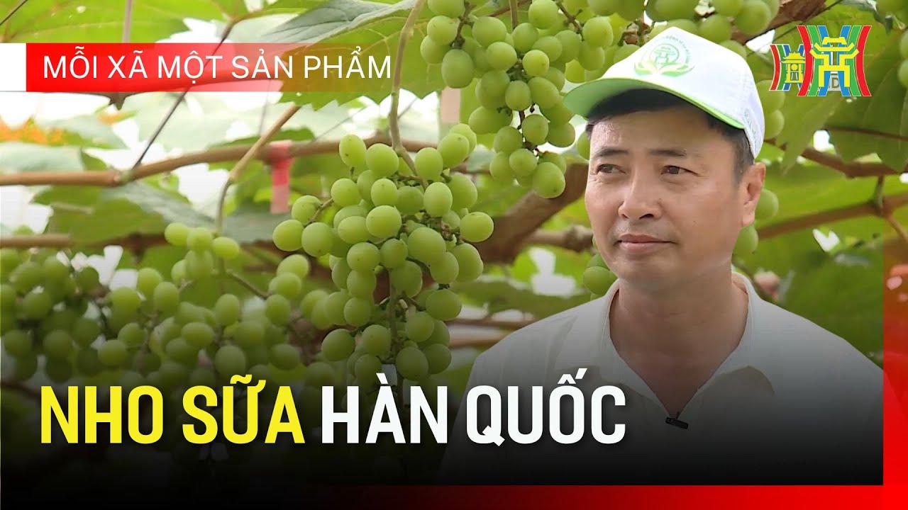 Nho sữa Hàn Quốc | Mỗi xã một sản phẩm