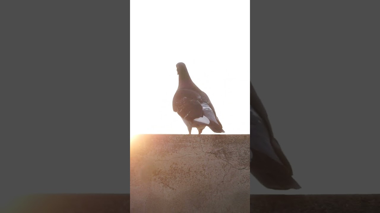Kgf BGM with Pigeon mass entry