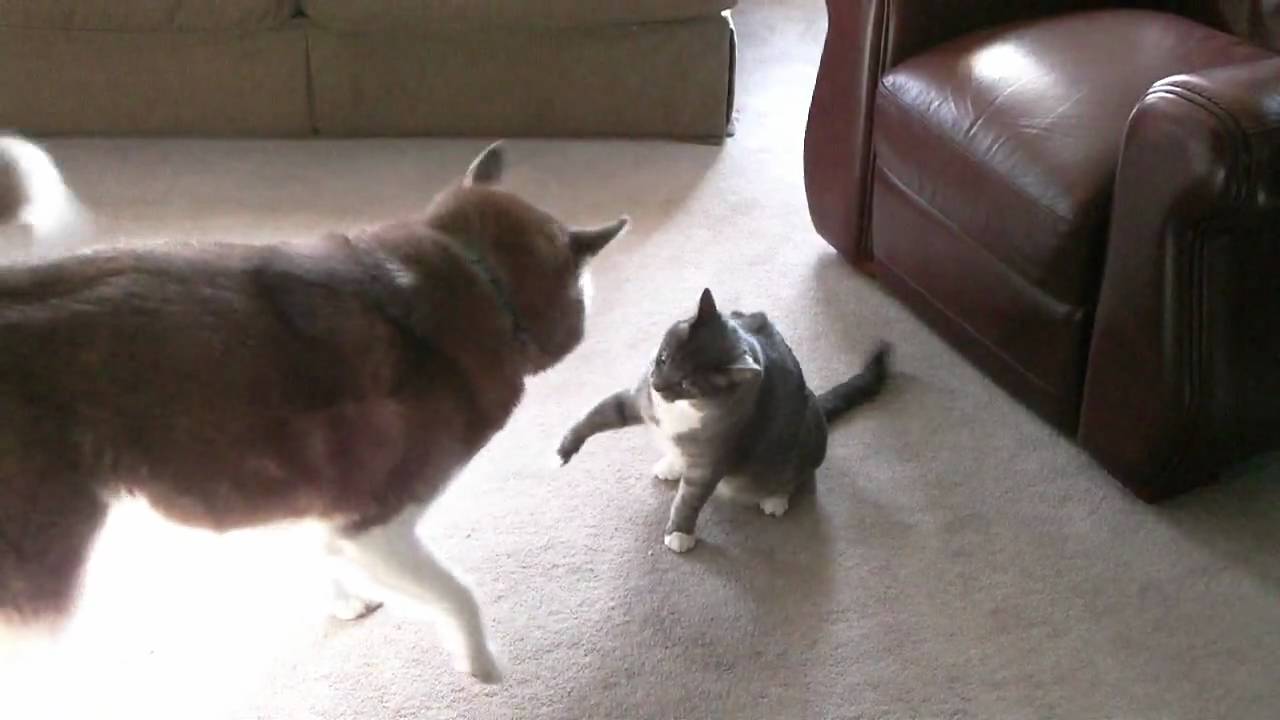 Husky vs. tough cat