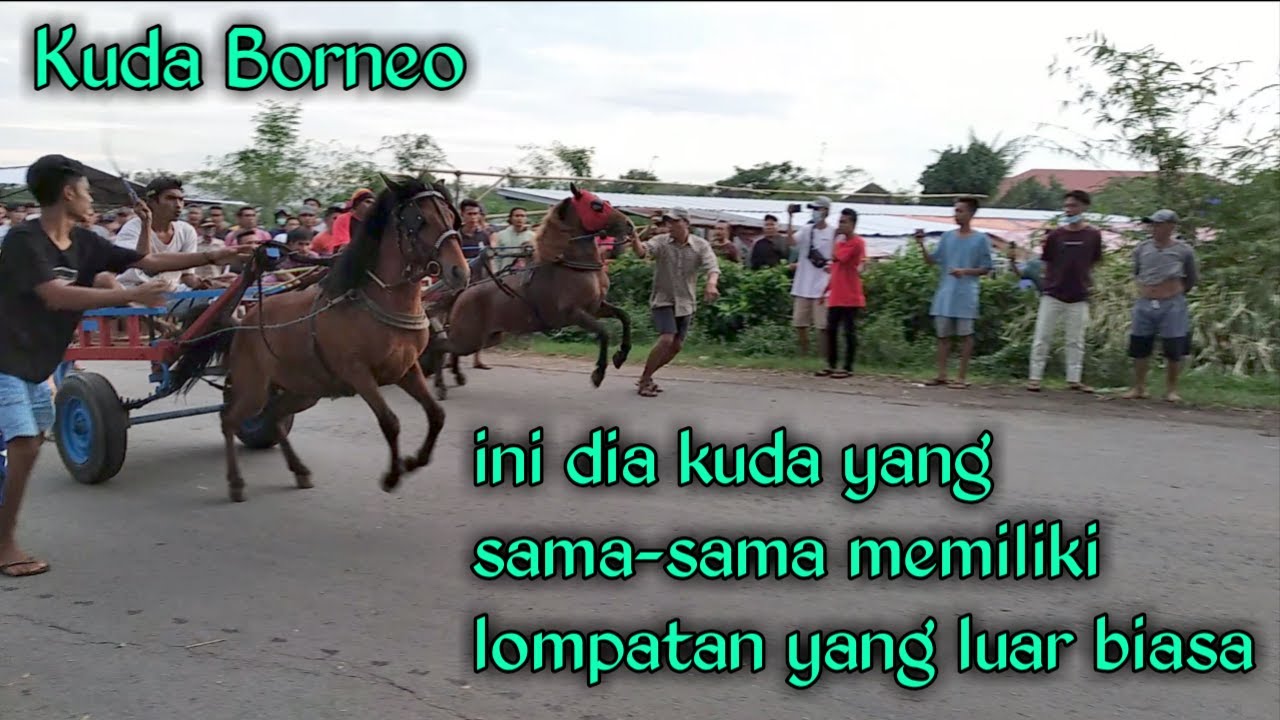 kuda borneo | kuda berlari seperti kanguru saat lomba balap kuda