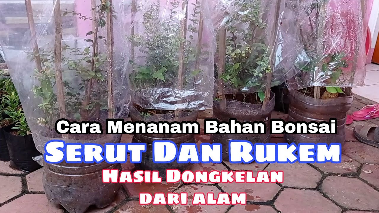 Cara Menanam Bahan Bonsai Serut Dan Rukem Hasil Dongkelan Dari Alam _ Kebun Langit
