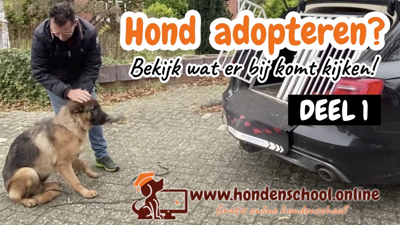 Hond adopteren buitenland