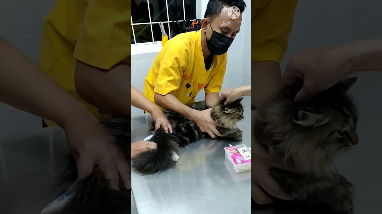 Miku - Vaksin Ke-2 Kucing - Felocell 4