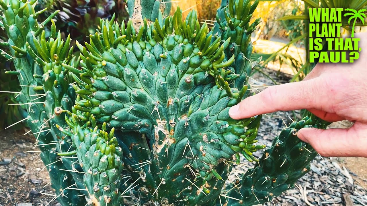 Crested Eve's Needle (Austrocylindropuntia subulata 'Cristata')  Variegated / Thorny / Crested