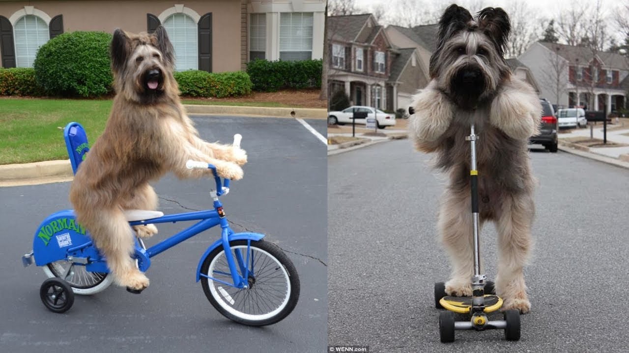AMAZING! CUTE AND LOVABLE BRIARD DOGS VIDEOS!😍 🐕‍🦺