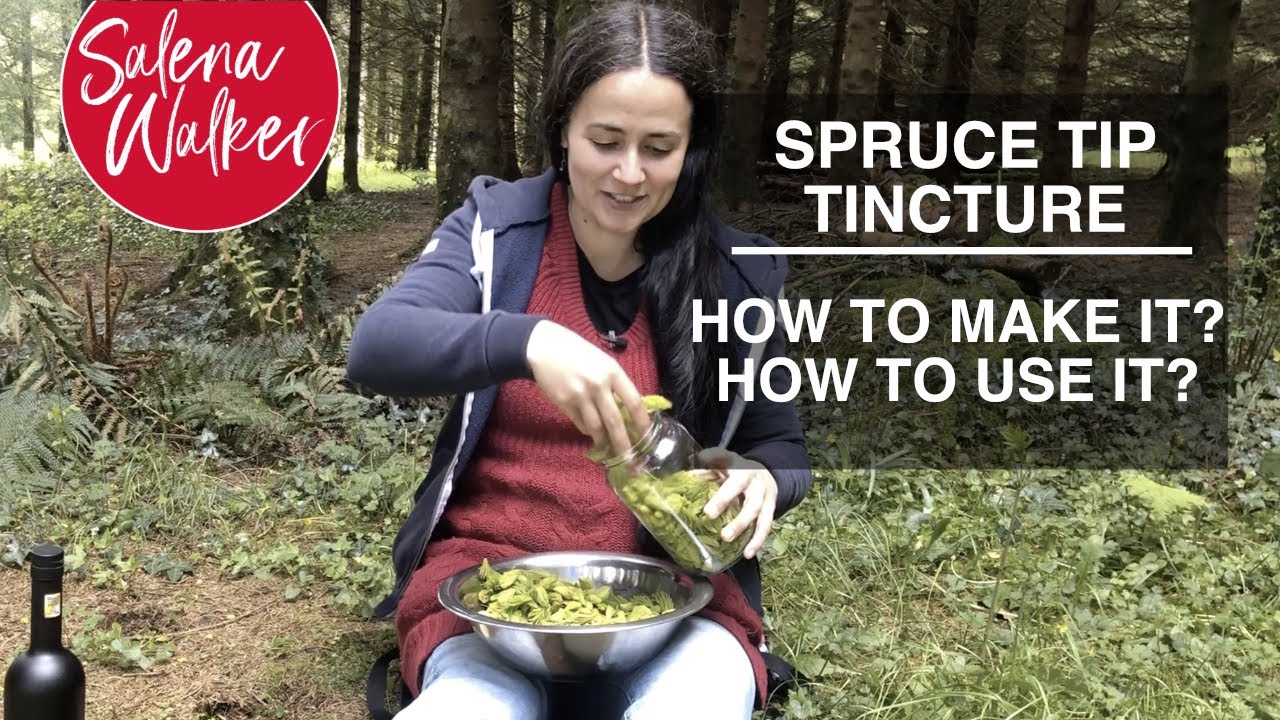 How to Make a Spruce Tip Tincture
